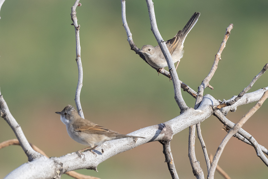 Greater Whitethroat